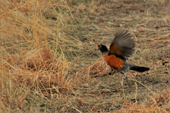 Turdus migratorius