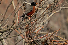 Turdus migratorius