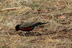 Turdus migratorius
