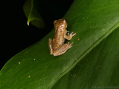 Dendropsophus bogerti