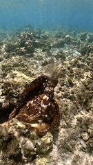 Octopus hawaiiensis