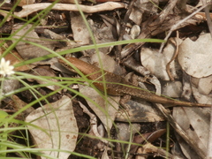 Trachylepis maculilabris