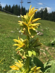 Gentiana lutea lutea