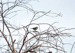 Cyanistes teneriffae degener