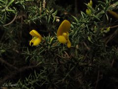 Ulex micranthus
