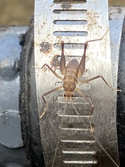 Euhadenoecus puteanus