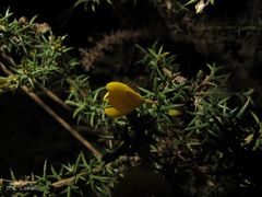 Ulex micranthus