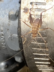 Euhadenoecus puteanus