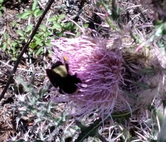 Bombus pensylvanicus image