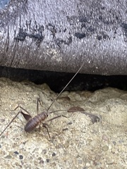 Euhadenoecus puteanus