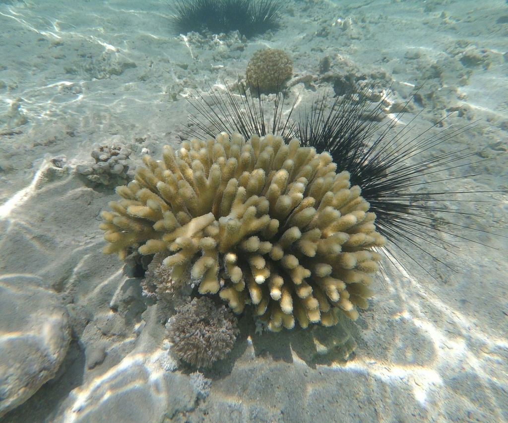 Birdsnest Coral