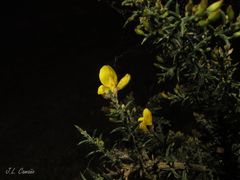 Ulex micranthus