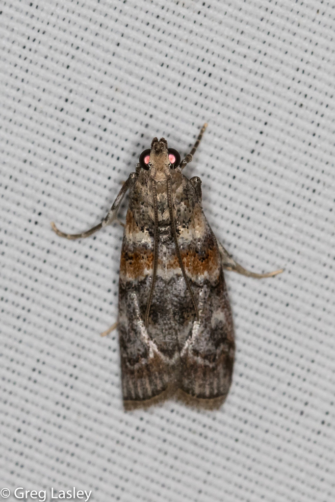 Dioryctria caesirufella