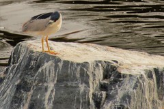Nycticorax nycticorax
