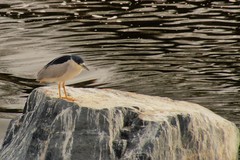 Nycticorax nycticorax