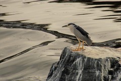 Nycticorax nycticorax