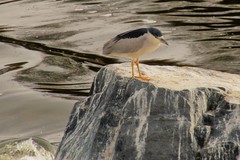 Nycticorax nycticorax