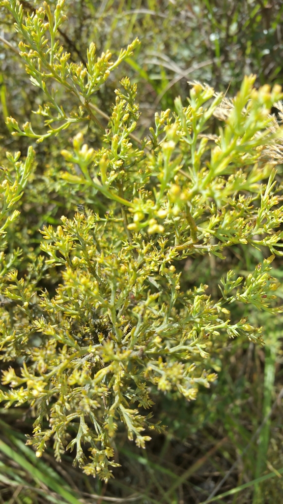 Thesium perrieri