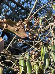Euonymus fortunei fortunei