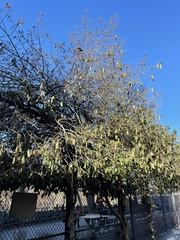 Euonymus fortunei fortunei