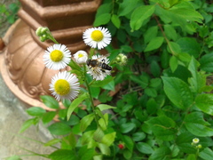 Helophilus eristaloidea