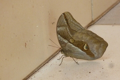 Eryphanis automedon amphimedon
