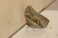 Eryphanis automedon amphimedon