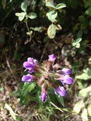 Prunella grandiflora