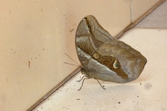 Eryphanis automedon amphimedon