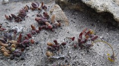 Crassothonna capensis