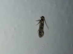 Infurcitinea