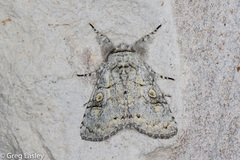 Charadra dispulsa