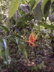 Heliconia aurantiaca