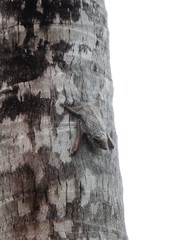 Taphozous mauritianus