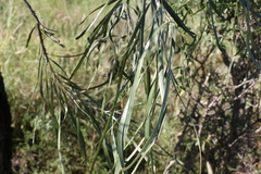 Grevillea striata