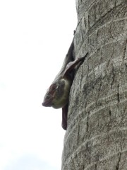 Taphozous mauritianus