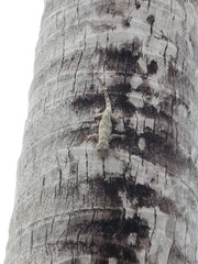 Hemidactylus platycephalus