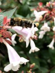 Apis mellifera
