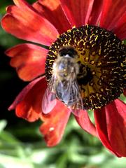 Apis mellifera