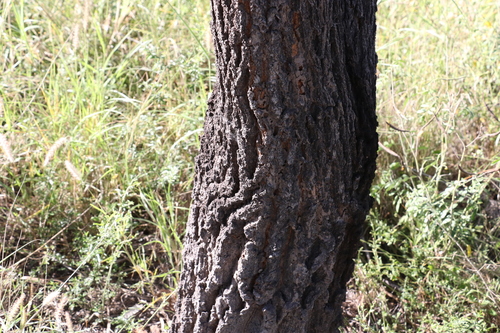 Image of Grevillea striata by (c) Greg Tasney, some rights reserved (CC BY-SA)