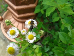 Helophilus eristaloidea