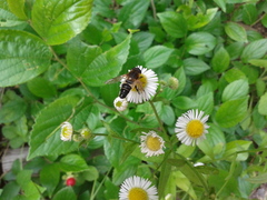 Helophilus eristaloidea