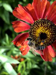 Apis mellifera