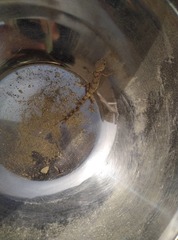 Tenuidactylus caspius caspius