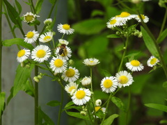 Helophilus eristaloidea