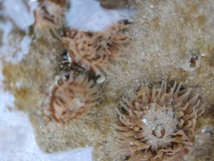 Parabunodactis imperfecta