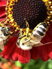 Apis mellifera