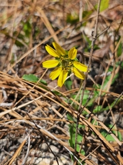 Berlandiera subacaulis