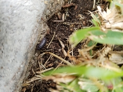 Armadillidium vulgare