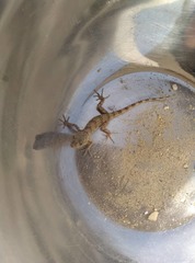 Tenuidactylus caspius caspius